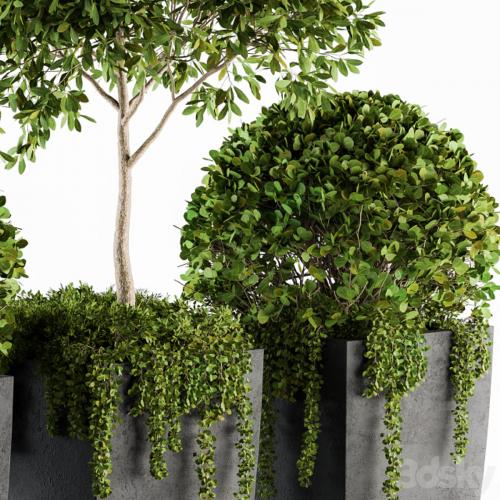 Outdoor Plants Round Topiary Tree - Set 75