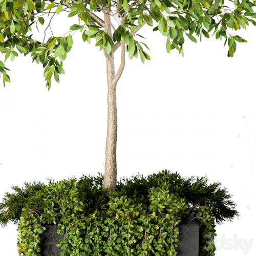 Outdoor Plants Round Topiary Tree - Set 75