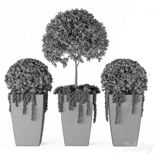 Outdoor Plants Round Topiary Tree - Set 75