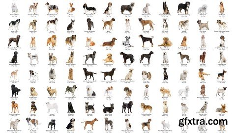 Unleashing Diversity: A Comprehensive Guide To Dog Breeds