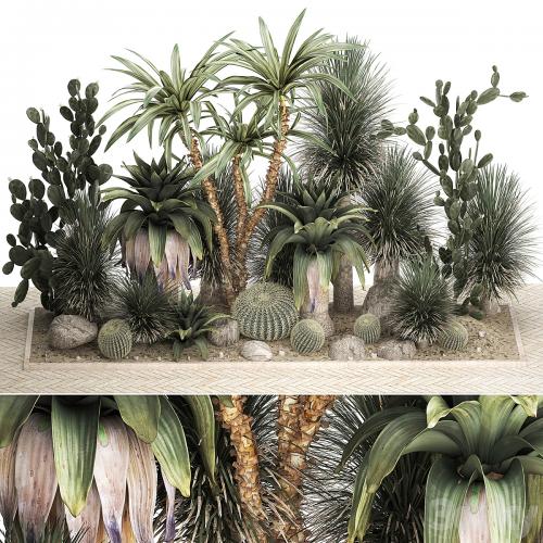 Collection of desert plants from cacti, Yucca and prickly pear, carnegie, Dracaena thickets, botanical garden. 1108.