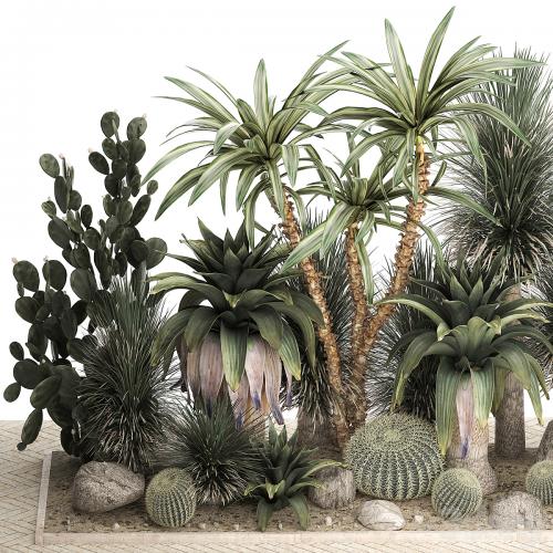 Collection of desert plants from cacti, Yucca and prickly pear, carnegie, Dracaena thickets, botanical garden. 1108.