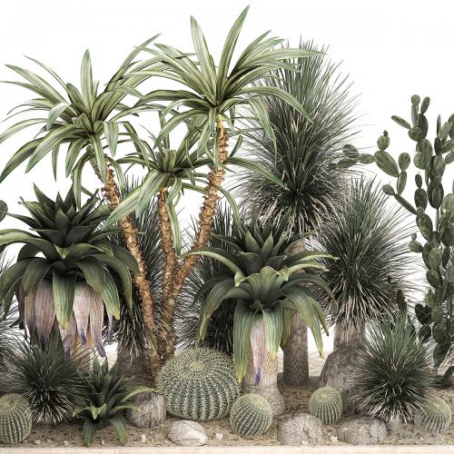 Collection of desert plants from cacti, Yucca and prickly pear, carnegie, Dracaena thickets, botanical garden. 1108.