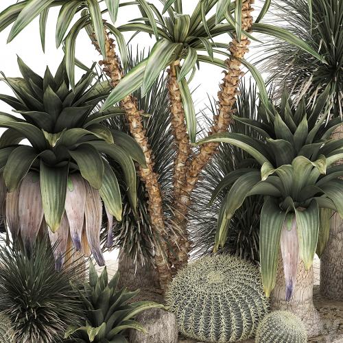 Collection of desert plants from cacti, Yucca and prickly pear, carnegie, Dracaena thickets, botanical garden. 1108.