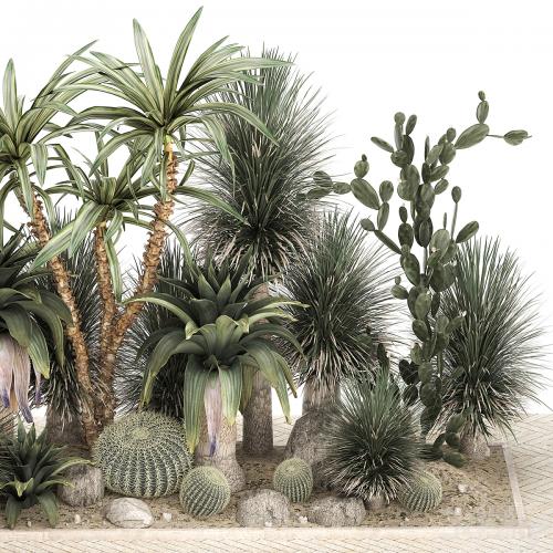 Collection of desert plants from cacti, Yucca and prickly pear, carnegie, Dracaena thickets, botanical garden. 1108.