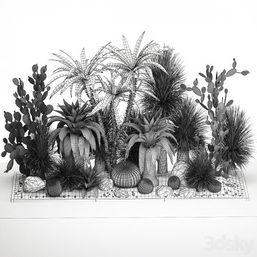 Collection of desert plants from cacti, Yucca and prickly pear, carnegie, Dracaena thickets, botanical garden. 1108.