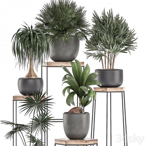 A collection of small plants in pots on stand tables with dracaena, rapeseed, palm, fan, coconut nutsifera. Set 525.