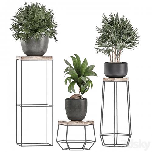 A collection of small plants in pots on stand tables with dracaena, rapeseed, palm, fan, coconut nutsifera. Set 525.