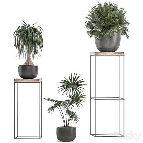 A collection of small plants in pots on stand tables with dracaena, rapeseed, palm, fan, coconut nutsifera. Set 525.