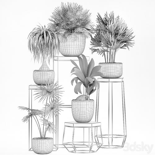 A collection of small plants in pots on stand tables with dracaena, rapeseed, palm, fan, coconut nutsifera. Set 525.