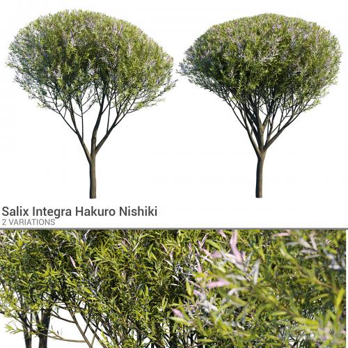 Salix Integra Hakuro Nishiki