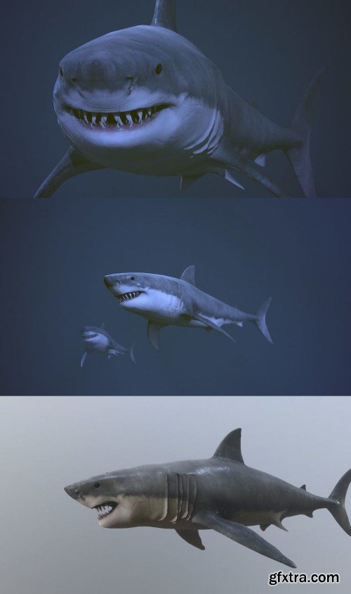 Great white shark AAA