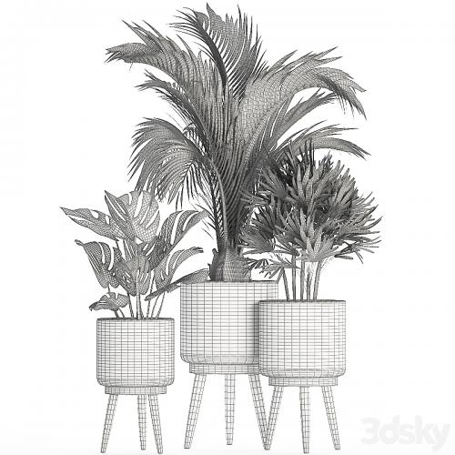 A collection of plants in white modern baskets with Rhapis, monstera, a small lush palm tree. Set 427.