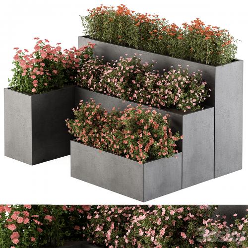 Flower Box - Outdoor Plants 436