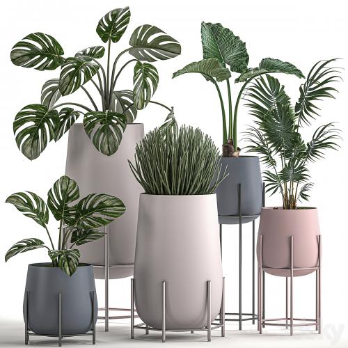 Collection of small indoor plants in modern pots on legs with Monstera, Palm, hovea, alokasia, Sansevieria. Set 547.