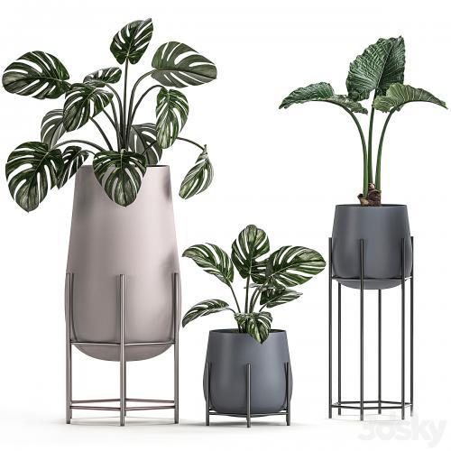 Collection of small indoor plants in modern pots on legs with Monstera, Palm, hovea, alokasia, Sansevieria. Set 547.