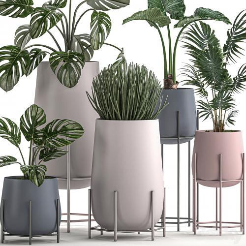 Collection of small indoor plants in modern pots on legs with Monstera, Palm, hovea, alokasia, Sansevieria. Set 547.