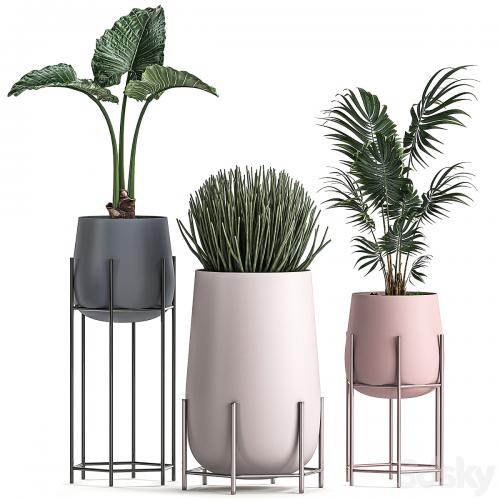 Collection of small indoor plants in modern pots on legs with Monstera, Palm, hovea, alokasia, Sansevieria. Set 547.