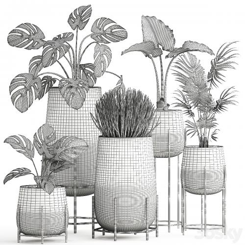 Collection of small indoor plants in modern pots on legs with Monstera, Palm, hovea, alokasia, Sansevieria. Set 547.