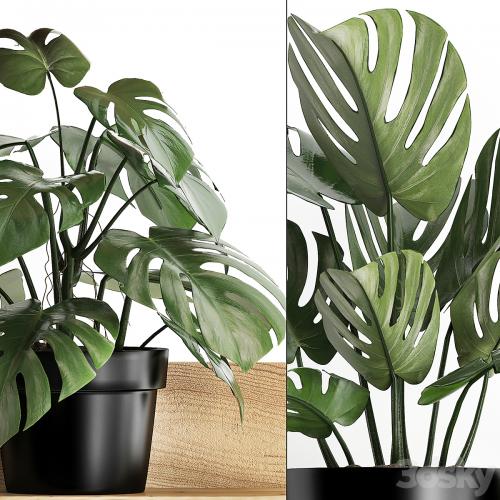 Collection of small plants wooden shelf with flowers in pots with a beautiful monstera bush. Set 403.