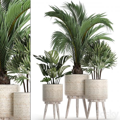 A collection of plants in white modern baskets with Rhapis, monstera, a small lush palm tree. Set 427.