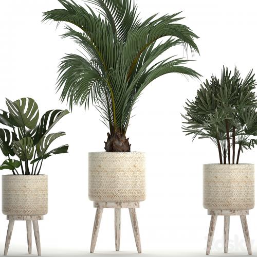 A collection of plants in white modern baskets with Rhapis, monstera, a small lush palm tree. Set 427.