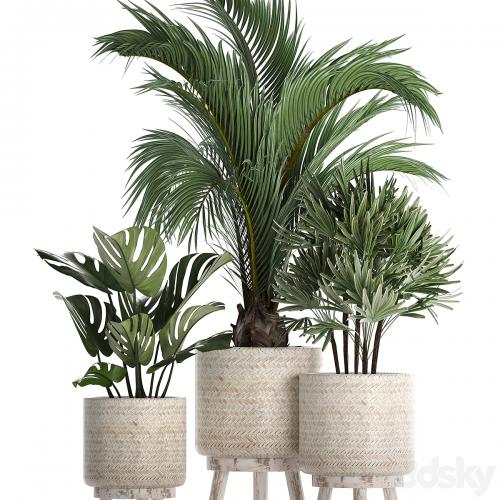 A collection of plants in white modern baskets with Rhapis, monstera, a small lush palm tree. Set 427.