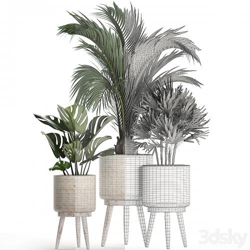 A collection of plants in white modern baskets with Rhapis, monstera, a small lush palm tree. Set 427.