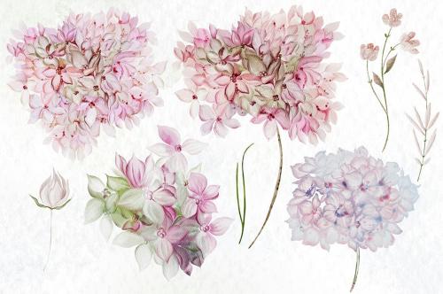 Watercolor Hydrangea Flowers