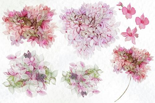 Watercolor Hydrangea Flowers