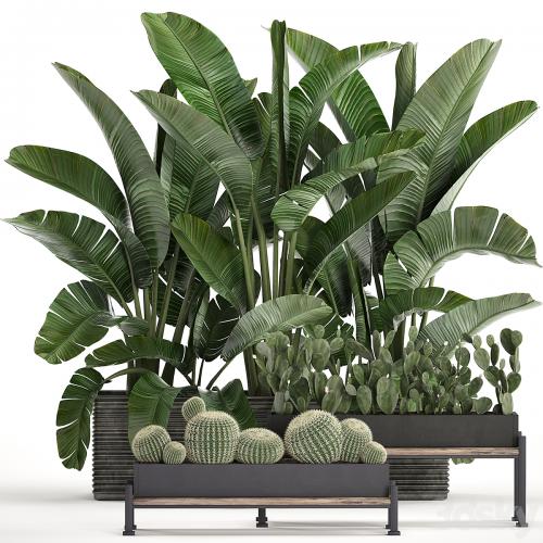 A collection of lush plants thickets in black pots with cacti, palm, strelitzia, bushes, prickly pear, banana. Set 458.