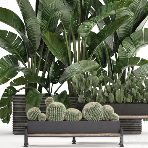 A collection of lush plants thickets in black pots with cacti, palm, strelitzia, bushes, prickly pear, banana. Set 458.