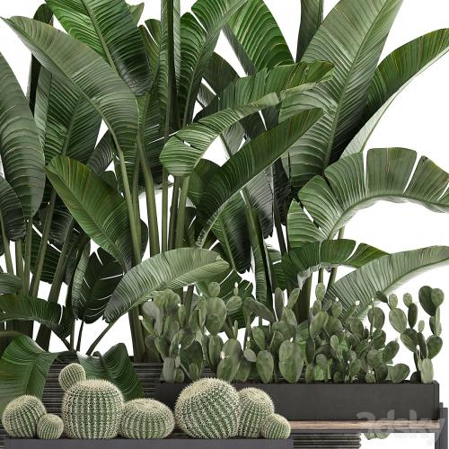 A collection of lush plants thickets in black pots with cacti, palm, strelitzia, bushes, prickly pear, banana. Set 458.