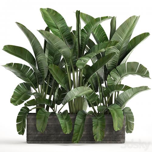 A collection of lush plants thickets in black pots with cacti, palm, strelitzia, bushes, prickly pear, banana. Set 458.