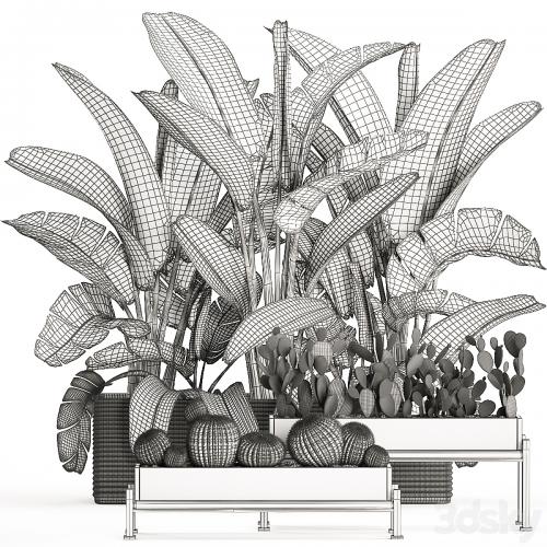 A collection of lush plants thickets in black pots with cacti, palm, strelitzia, bushes, prickly pear, banana. Set 458.