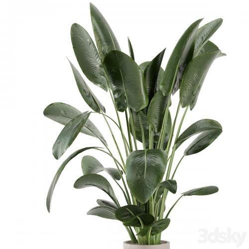 Indoor Plants in Ferm Living Bau Pot Large - Set 765