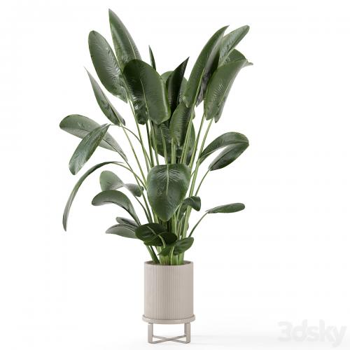 Indoor Plants in Ferm Living Bau Pot Large - Set 765