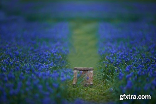 Meg Bitton - Bluebonnet Path Backdrop