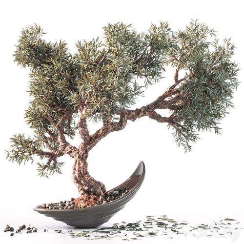 Household olive plant