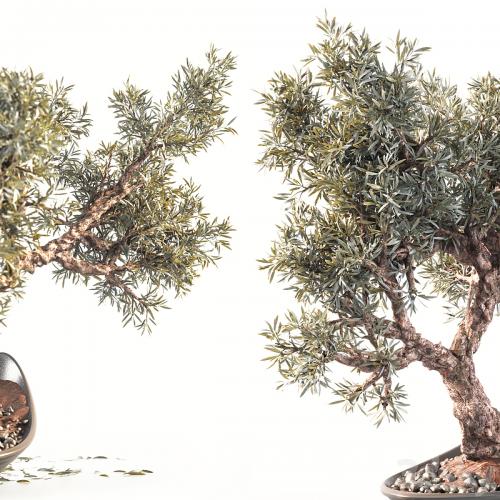 Household olive plant