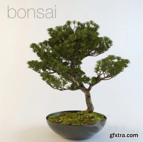 Bonsai