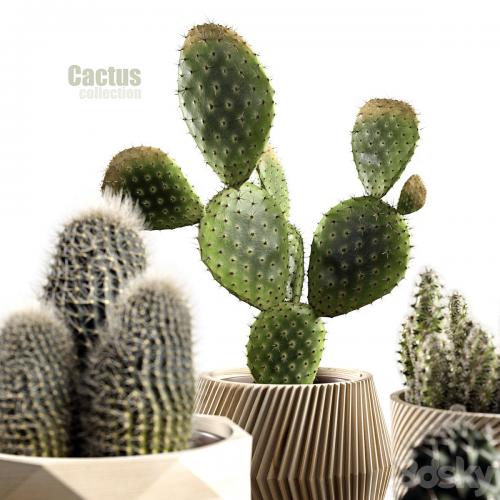 Cactus collection