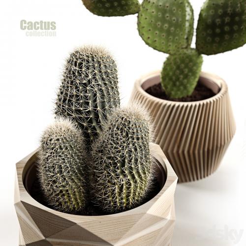 Cactus collection