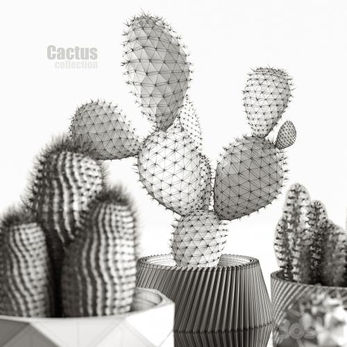 Cactus collection