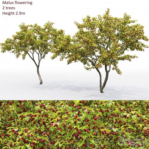 Malus tree