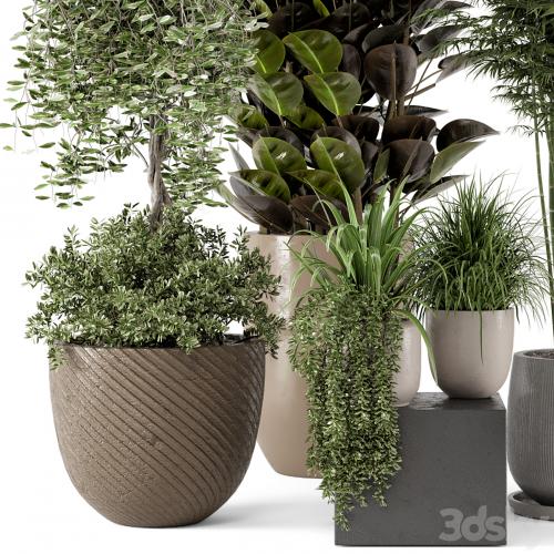 Indoor Plants in rusty Concrete Pot - Set 229