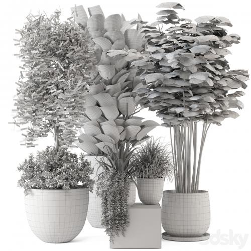 Indoor Plants in rusty Concrete Pot - Set 229