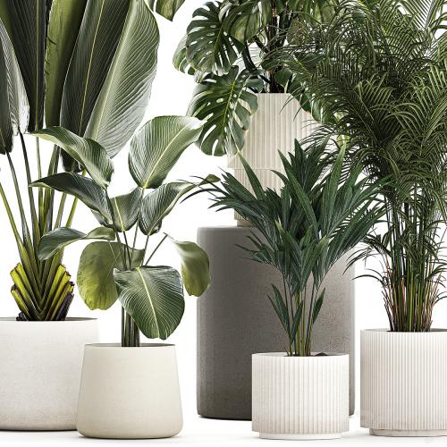 Beautiful plants in pots and flowerpots palm Howea, monstera, Ravenala, Strelitzia, Calathea. set of plants 1320