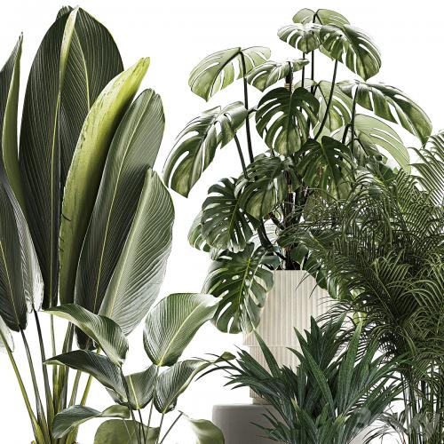 Beautiful plants in pots and flowerpots palm Howea, monstera, Ravenala, Strelitzia, Calathea. set of plants 1320