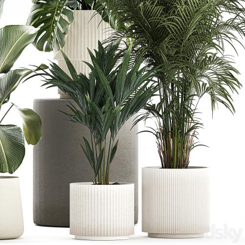 Beautiful plants in pots and flowerpots palm Howea, monstera, Ravenala, Strelitzia, Calathea. set of plants 1320